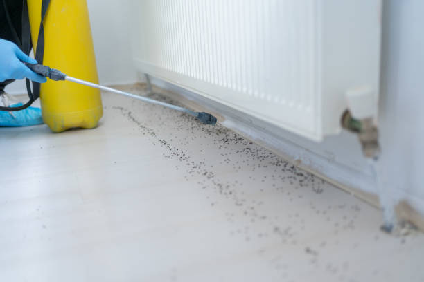 Best Insect Control  in Ironton, MO